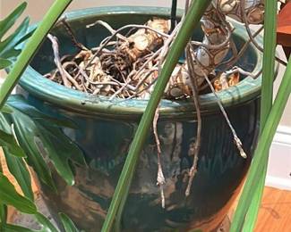 Philodendron Selloum 