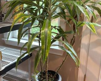 Dracaena Fragrans Massangeana  (Corn Plant or Mass Cane) 