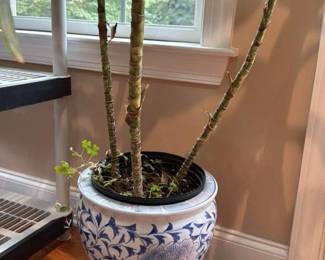 Dracaena Fragrans Massangeana  (Corn Plant or Mass Cane) 