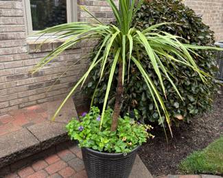 Planter / plant