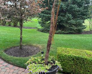 Planter / plant