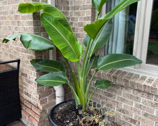 Planter / plant