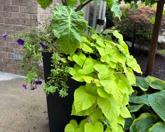 Planter / plants