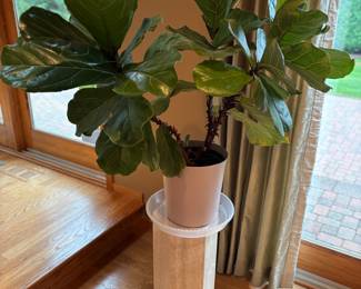 Plant stand / plant