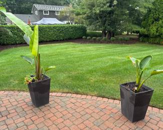 Planters, plants