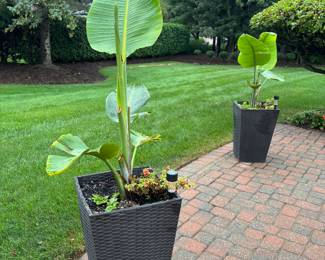 Planters with plants