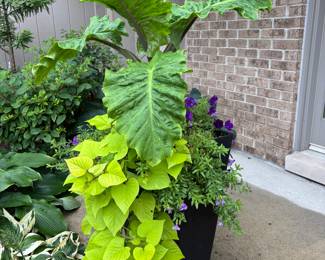 Planter / plants