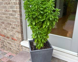Planter / plant