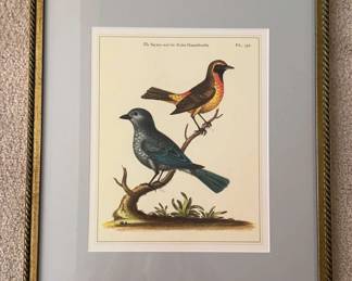 Framed Print The Sayacu and the Guira Guacuberaba