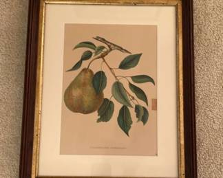 Framed Print Alexandrine Douillard Pear