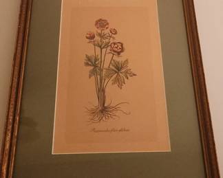  Ranunculus Flore Globoso Framed Print