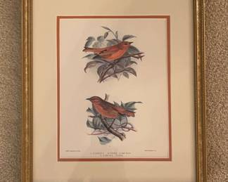 Framed Print Loxops Aurea  Loxops Rufa Birds
