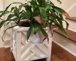 Indoor Potted Plant Dracaena in White Wooden Box