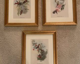 Framed Trio of Hummingbird Prints