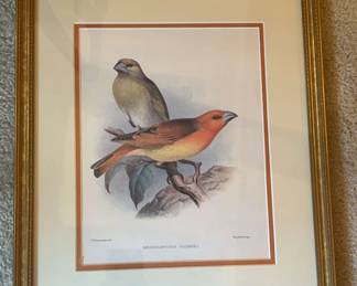 Framed Print Rhodocanthus Palmeri Greater Koa Finch
