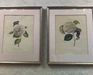 Framed Vintage Camellia Prints