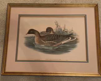 Framed Vintage Anser Brachyrhynchus Pinkfooted Goose Print