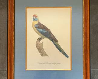 Framed Broadtailed Parakeet Print