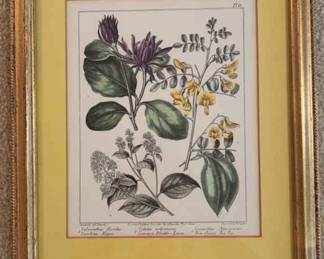 Framed London Published Botanicals Print
