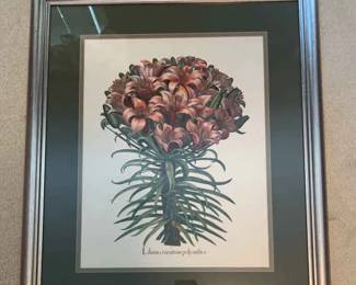 Framed Vintage Lilium Cruentum Polyanthos Print