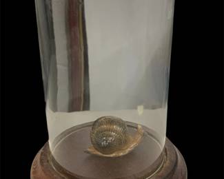 Snail Figurine Glass Display