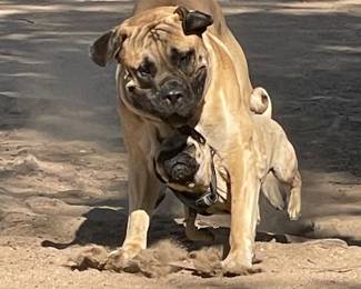 Sorry but Preston and his buddy are not for sale!