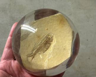Petrified fish