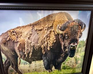 American Buffalo