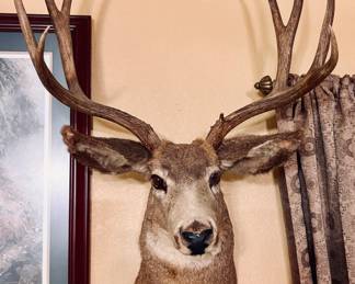 Mule Deer Head Mount Taxidermy 