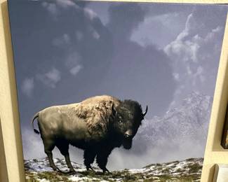 Lonely Bison.