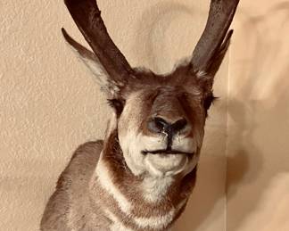 American Pronghorn Antelope Shoulder Taxidermy Mount