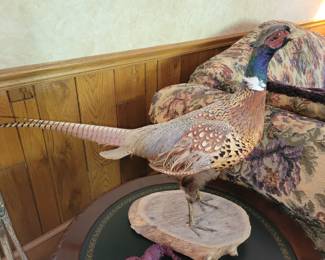 Stuffed pheasant