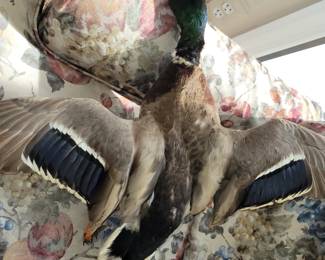 Taxidermy goose