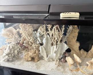 Real corral, and fish tanks