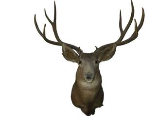 8 Point Taxidermy Buck Head