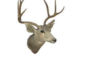 Taxidermy Buck