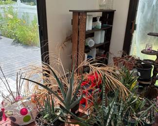 plants