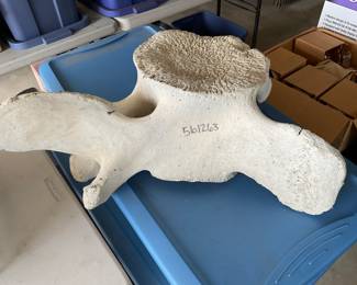 Whale vertebrae