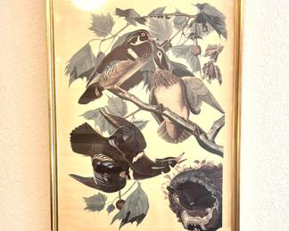 Vintage print “Summer or Wood Duck” from The Birds of America series. Plate 206