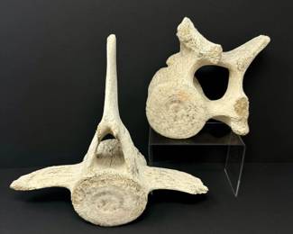 95 WhaleDolphinVertebraeFossilBonesLargeNaturalMarineSpecimens