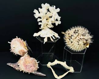 66 AssortedDriedOceanSpecimensPufferfishSharkJawCoralShells