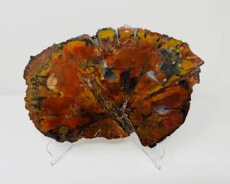 48 LargeRainbowPetrifiedWoodSliceArizona