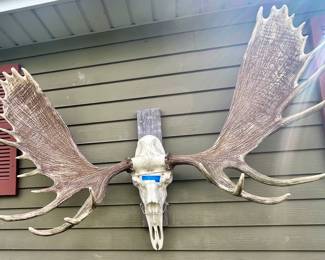 Moose Skull 60 x 38” $165