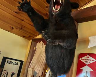 Black bear top body mount approximately 
30 x 36” $1500