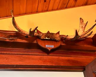 Canadian Moose skull cap antlers, wood mount App. 35” spread $150 tagged Alberta, Canada