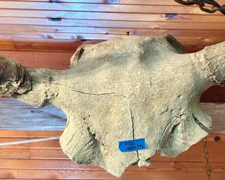 24”w skull with antlers $125