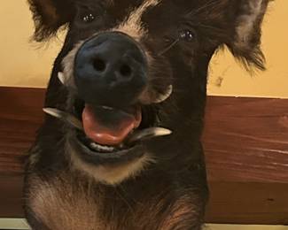 Stuffed wild bearhead $195