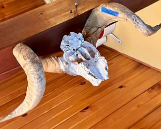 Bighorn sheep skull $40