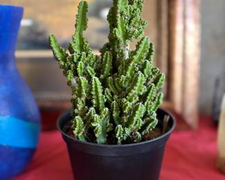 Living Cactus