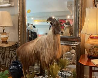 Himalayan tahr taxidermy 59” x 47” x 18” $3200 + tax